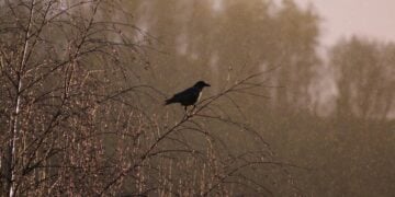 (Φωτ.: pixabay.com / holedulidu)