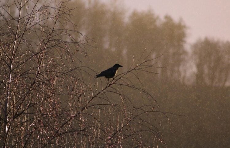 (Φωτ.: pixabay.com / holedulidu)