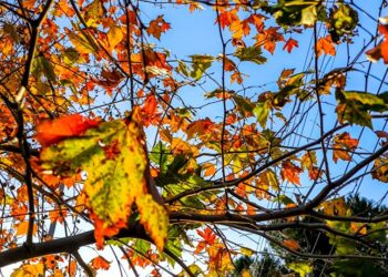 (Φωτ.: EUROKINISSI/Γιώργος Κονταρίνης)