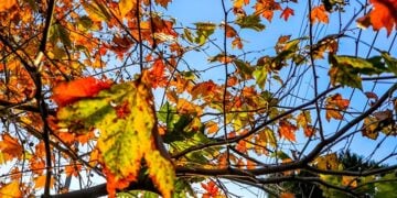 (Φωτ.: EUROKINISSI/Γιώργος Κονταρίνης)