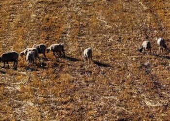 Κοπάδι στην ορεινή Ηλεία (φωτ.: EUROKINISSI / Αντώνης Νικολόπουλος)