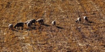 Κοπάδι στην ορεινή Ηλεία (φωτ.: EUROKINISSI / Αντώνης Νικολόπουλος)