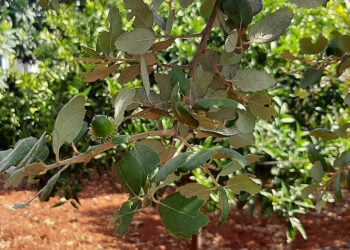 Βελανίδι σε δέντρο 12 ετών που έχει φυτευτεί  σε χώρο που βρίσκεται προς το Σούνιο, περίπου 2 χλμ. από τη θάλασσα (φωτ.: Facebook / Φυτεύουμε βελανιδιές / Pacos Akis)