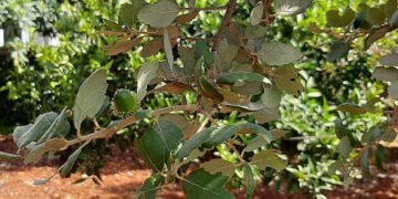 Βελανίδι σε δέντρο 12 ετών που έχει φυτευτεί  σε χώρο που βρίσκεται προς το Σούνιο, περίπου 2 χλμ. από τη θάλασσα (φωτ.: Facebook / Φυτεύουμε βελανιδιές / Pacos Akis)