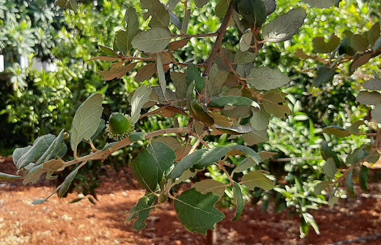 Βελανίδι σε δέντρο 12 ετών που έχει φυτευτεί σε χώρο που βρίσκεται προς το Σούνιο, περίπου 2 χλμ. από τη θάλασσα (φωτ.: Facebook / Φυτεύουμε βελανιδιές / Pacos Akis)