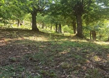 (Φωτ.: Δημήτρης Μίσκος/ΑΠΕ-ΜΠΕ)