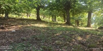 (Φωτ.: Δημήτρης Μίσκος/ΑΠΕ-ΜΠΕ)