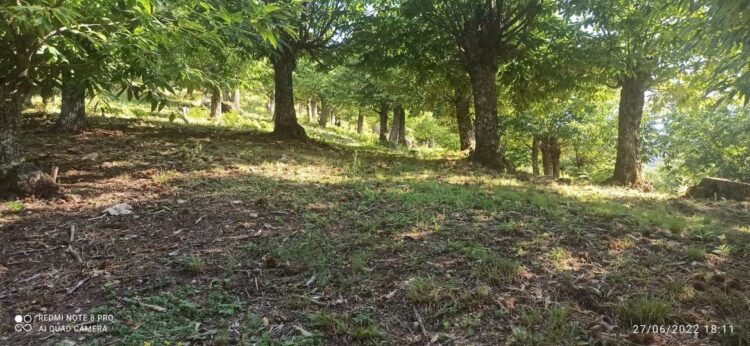 (Φωτ.: Δημήτρης Μίσκος/ΑΠΕ-ΜΠΕ)