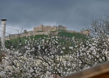 Κι όμως οι αμυγδαλιές στο Άργος πεισματικά ανθοφορούν στο καταχείμωνο (φωτ.: Βασίλης Παπαδόπουλος / EUROKINISSI)