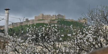 Κι όμως οι αμυγδαλιές στο Άργος πεισματικά ανθοφορούν στο καταχείμωνο (φωτ.: Βασίλης Παπαδόπουλος / EUROKINISSI)