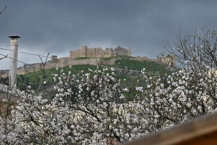 Κι όμως οι αμυγδαλιές στο Άργος πεισματικά ανθοφορούν στο καταχείμωνο (φωτ.: Βασίλης Παπαδόπουλος / EUROKINISSI)