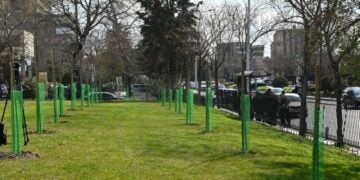 Ορισμένα από τα δενδρύλλια που φυτεύτηκαν στο ΑΠΘ (φωτ.: ΑΠΘ)