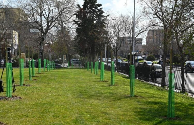 Ορισμένα από τα δενδρύλλια που φυτεύτηκαν στο ΑΠΘ (φωτ.: ΑΠΘ)