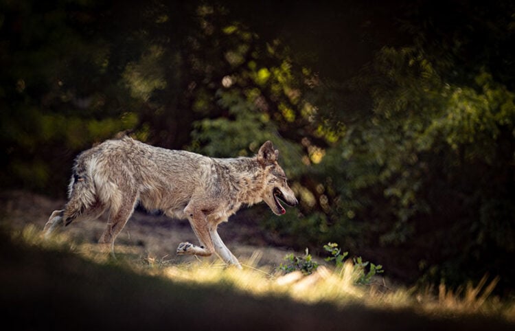 Στιγμιότυπο από το καταφύγιο άγριας ζωής του Αρκτούρου
(φωτ.: EUROKINISSI / Ραφαήλ Γεωργιάδης)