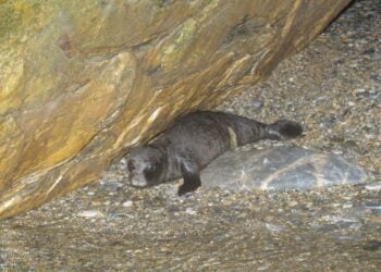 Μικρή φώκια σε σπηλιά στη Σκόπελο (φωτ.: ΟΦΥΠΕΚΑ)
