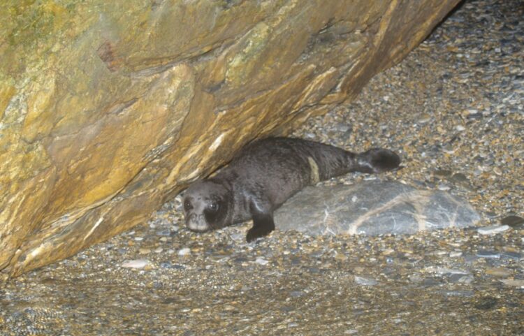 Μικρή φώκια σε σπηλιά στη Σκόπελο (φωτ.: ΟΦΥΠΕΚΑ)