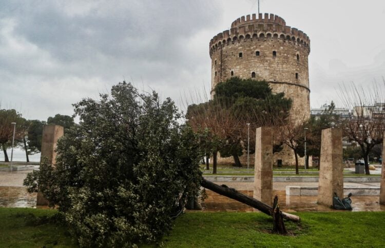 Σπασμένο δέντρο στην πλατεία Λευκού Πύργου (φωτ.: ΜΟΤΙΟΝΤΕΑΜ/Βασίλης Βερβερίδης)