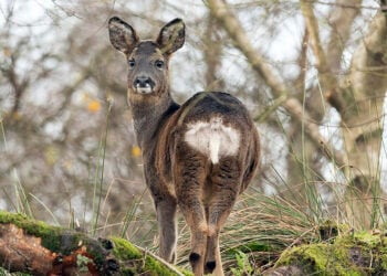 (Φωτ. αρχείου: Caroline Legg /commons.wikimedia.org)