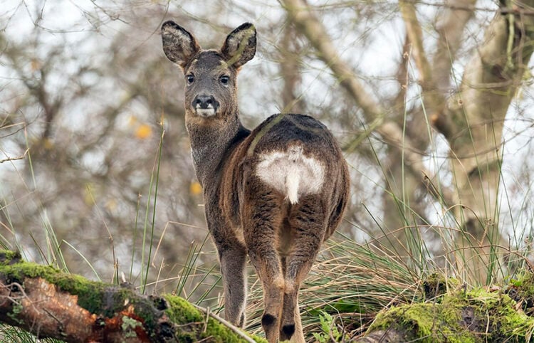 (Φωτ. αρχείου: Caroline Legg /commons.wikimedia.org)