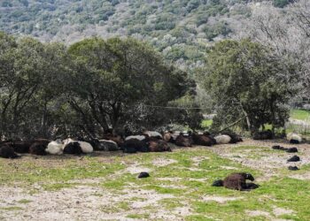 (Φωτ.: Παναγιώτης Μπαλάσκας/EUROKINISSI)