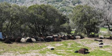 (Φωτ.: Παναγιώτης Μπαλάσκας/EUROKINISSI)