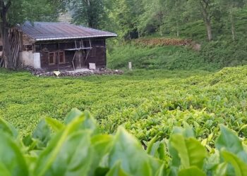 Το Χουσαμάντων, σύμφωνα με τον Στ. Γ. Κοκκινίδη, βρισκόταν κοντά στο χωριό Γίγα ενώ κατά τον Περικλή Τριανταφυλλίδη πιο κοντά στο Ζησινό. Τα δύο χωριά χώριζε μικρή απόσταση. Μετά την Ανταλλαγή το Χουσαμάντων «αφομοιώθηκε» από μεγαλύτερο χωριό της περιοχής του Όφεως. Στη φωτογραφία σημείο κοντά στο Ζησινό ή Bölümlü σήμερα (πηγή: facebook.com/bolumlucom)