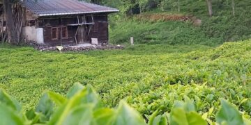 Το Χουσαμάντων, σύμφωνα με τον Στ. Γ. Κοκκινίδη, βρισκόταν κοντά στο χωριό Γίγα ενώ κατά τον Περικλή Τριανταφυλλίδη πιο κοντά στο Ζησινό. Τα δύο χωριά χώριζε μικρή απόσταση. Μετά την Ανταλλαγή το Χουσαμάντων «αφομοιώθηκε» από μεγαλύτερο χωριό της περιοχής του Όφεως. Στη φωτογραφία σημείο κοντά στο Ζησινό ή Bölümlü σήμερα (πηγή: facebook.com/bolumlucom)