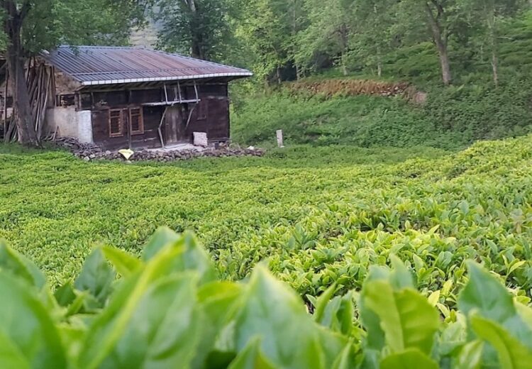 Το Χουσαμάντων, σύμφωνα με τον Στ. Γ. Κοκκινίδη, βρισκόταν κοντά στο χωριό Γίγα ενώ κατά τον Περικλή Τριανταφυλλίδη πιο κοντά στο Ζησινό. Τα δύο χωριά χώριζε μικρή απόσταση. Μετά την Ανταλλαγή το Χουσαμάντων «αφομοιώθηκε» από μεγαλύτερο χωριό της περιοχής του Όφεως. Στη φωτογραφία σημείο κοντά στο Ζησινό ή Bölümlü σήμερα (πηγή: facebook.com/bolumlucom)