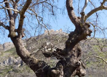 Το Γυναικόκαστρο όπως φαίνεται από τη βάση εκκίνησης της διαδρομής 3km που σχεδιάστηκε από το υπουργείο Πολιτισμού για την προσέγγισή του (φωτ.: Αλεξία Ιωαννίδου)