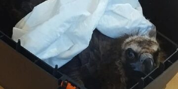 Τη φωτογραφία ανάρτησε η Ελληνική Ορνιθολογική Εταιρεία στους δημόσιους λογαριασμούς της στα μέσα κοινωνικής δικτύωσης.