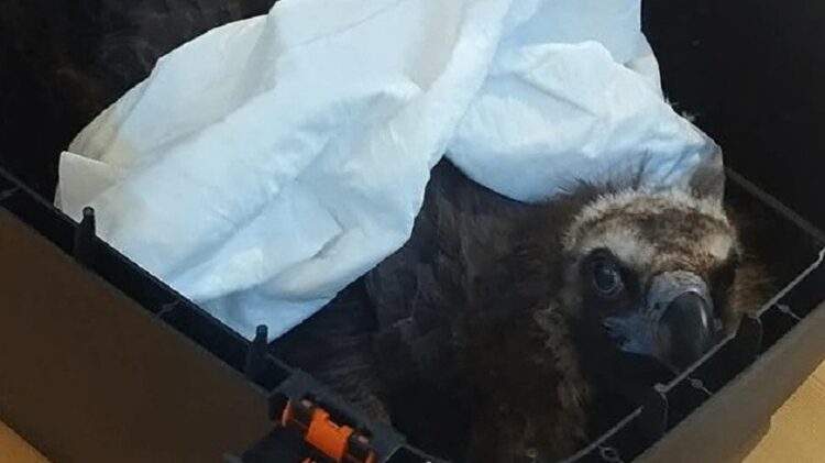 Τη φωτογραφία ανάρτησε η Ελληνική Ορνιθολογική Εταιρεία στους δημόσιους λογαριασμούς της στα μέσα κοινωνικής δικτύωσης.