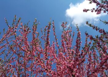 Ανθισμένες ροδακινιές στην Κουλούρα Ημαθίας (φωτ.: Έλλη Τσολάκη)