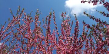 Ανθισμένες ροδακινιές στην Κουλούρα Ημαθίας (φωτ.: Έλλη Τσολάκη)