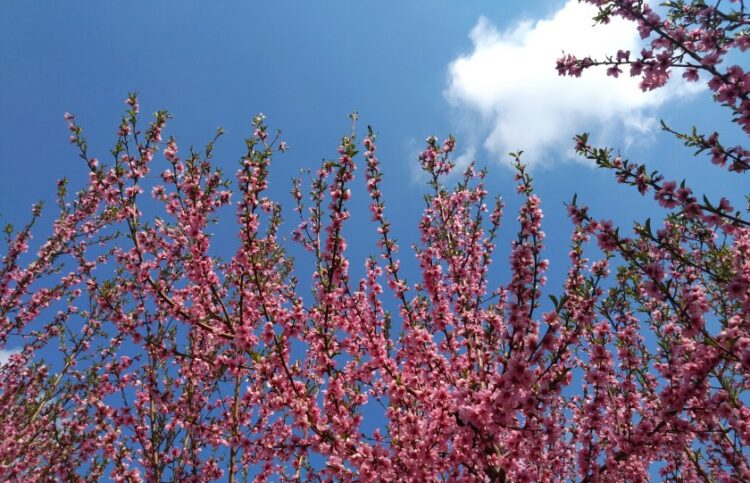 Ανθισμένες ροδακινιές στην Κουλούρα Ημαθίας (φωτ.: Έλλη Τσολάκη)