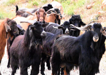 (Φωτ. αρχείου: EUROKINISSI / Βασίλης Παπαδόπουλος)