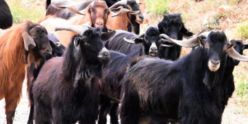 (Φωτ. αρχείου: EUROKINISSI / Βασίλης Παπαδόπουλος)