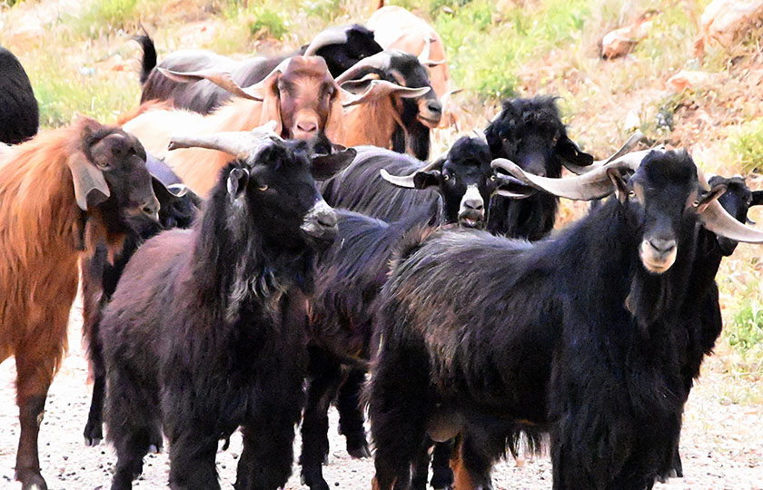 (Φωτ. αρχείου: EUROKINISSI / Βασίλης Παπαδόπουλος)
