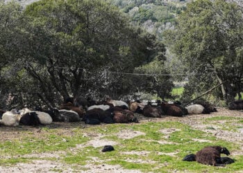 Κρούσματα αφθώδους πυρετού σε κτηνοτροφική μονάδα της Λέσβου, στο χωριό Πελόπη (φωτ.: EUROKINISSI / Παναγιώτης Μπαλάσκας)