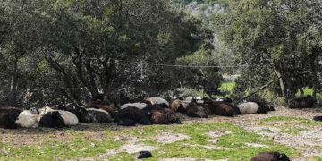 Κρούσματα αφθώδους πυρετού σε κτηνοτροφική μονάδα της Λέσβου, στο χωριό Πελόπη (φωτ.: EUROKINISSI / Παναγιώτης Μπαλάσκας)