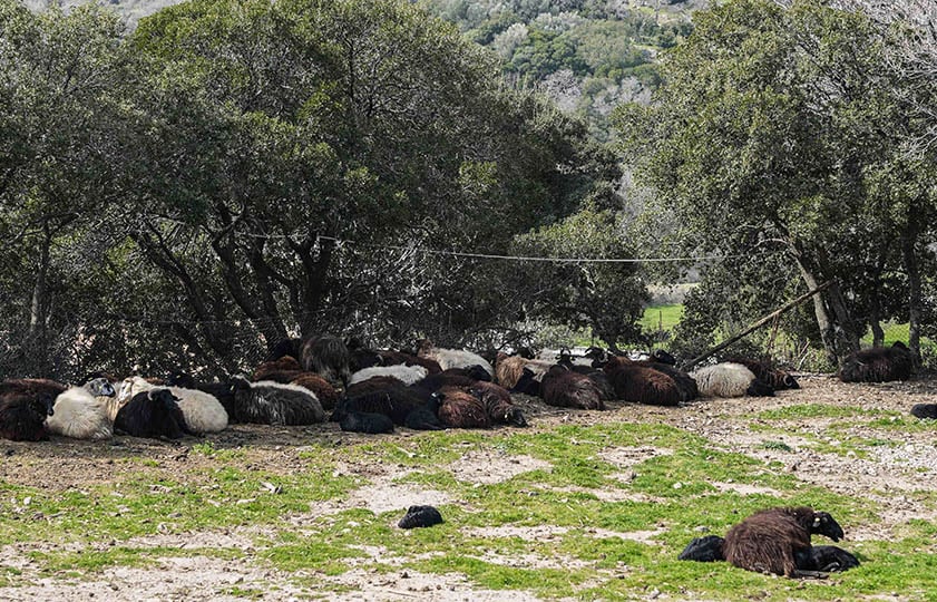 (Φωτ.: EUROKINISSI / Παναγιώτης Μπαλάσκας)