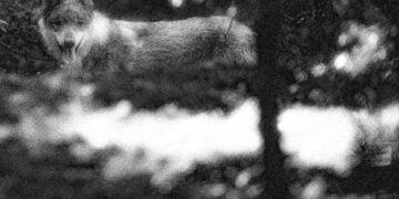 (Φωτ.: EUROKINISSI / Εικ.: Γεωργία Βορύλλα)