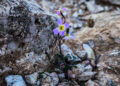 Ανθισμένη μαλκόλμια ανάμεσα σε πέτρες, στην Αττική – Επειδή κατά βάθος είναι άνοιξη! (φωτ.: EUROKINISSI / Γιώργος Κονταρίνης)