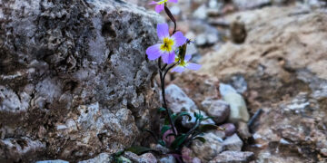 Ανθισμένη μαλκόλμια ανάμεσα σε πέτρες, στην Αττική – Επειδή κατά βάθος είναι άνοιξη! (φωτ.: EUROKINISSI / Γιώργος Κονταρίνης)