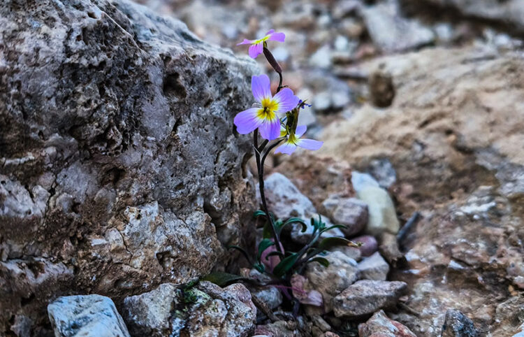 Ανθισμένη μαλκόλμια ανάμεσα σε πέτρες, στην Αττική – Επειδή κατά βάθος είναι άνοιξη! (φωτ.: EUROKINISSI / Γιώργος Κονταρίνης)