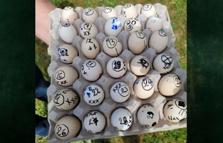 Αυγά έτοιμα για μάχη (φωτ.: facebook/Ποντιακός Πολιτιστικός Σύλλογος Μαυροβάτου «Το Καρς»)