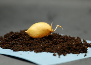 Φωτογραφία από την καλλιέργεια ρεβιθιού (πηγή: University of Texas / Institute for Geophysics)