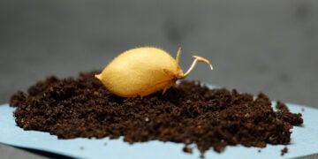 Φωτογραφία από την καλλιέργεια ρεβιθιού (πηγή: University of Texas / Institute for Geophysics)