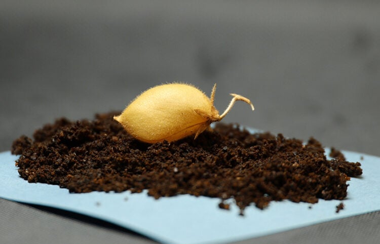 Φωτογραφία από την καλλιέργεια ρεβιθιού (πηγή: University of Texas / Institute for Geophysics)