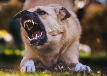 (Φωτ. αρχείου: pixabay.com)