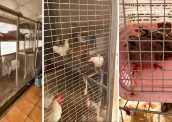 Τα ζώα ζούσαν σε ακατάλληλες συνθήκες (φωτ.: YouTube)